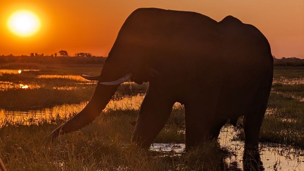 Chobe National Park