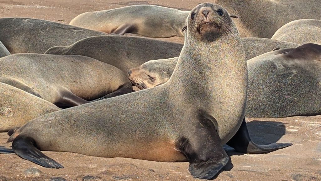 Sandwich Bay and Cape&nbsp;Cross