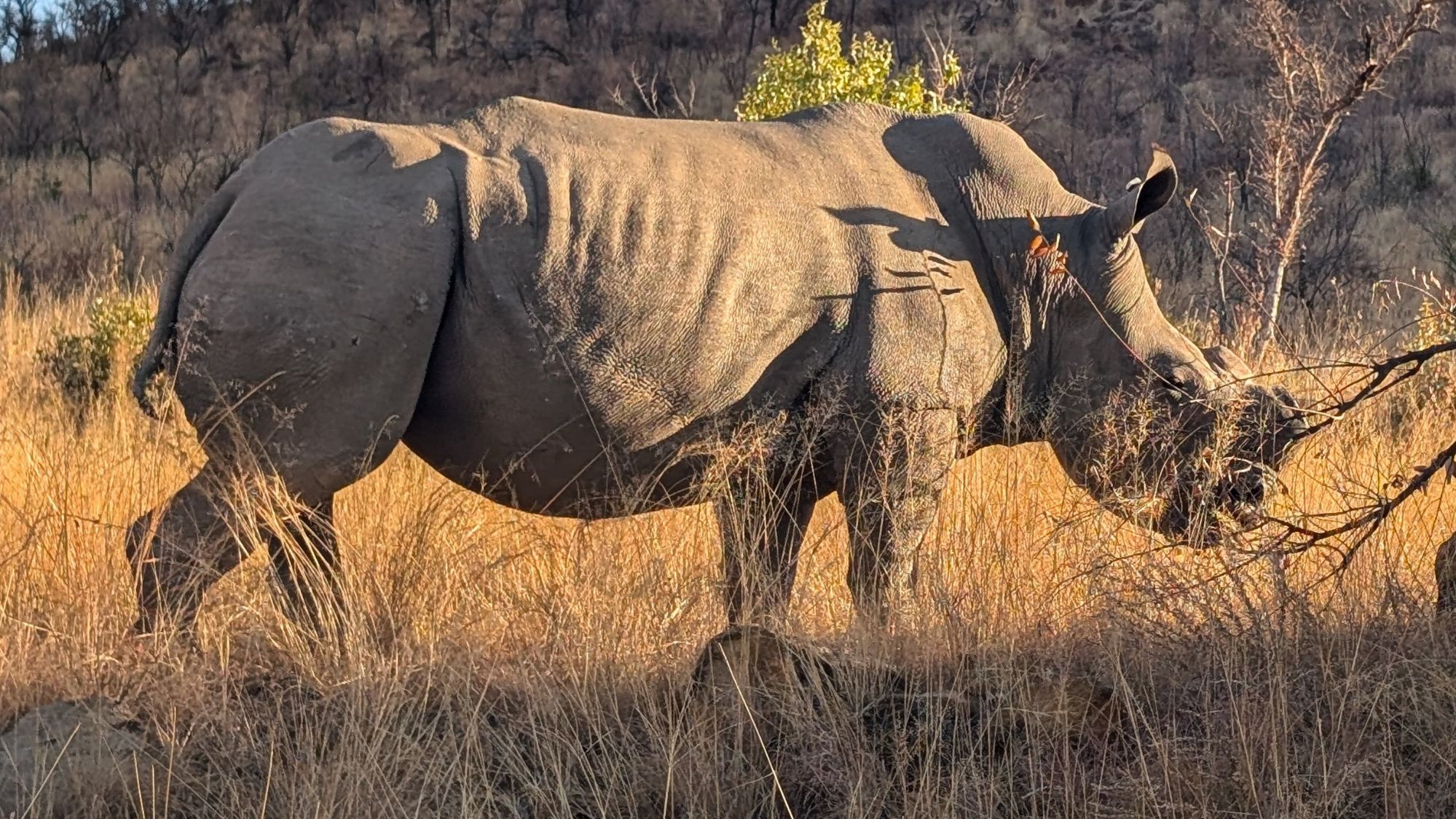Pilanesberg