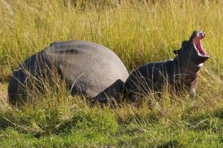 Hunting for Elephants