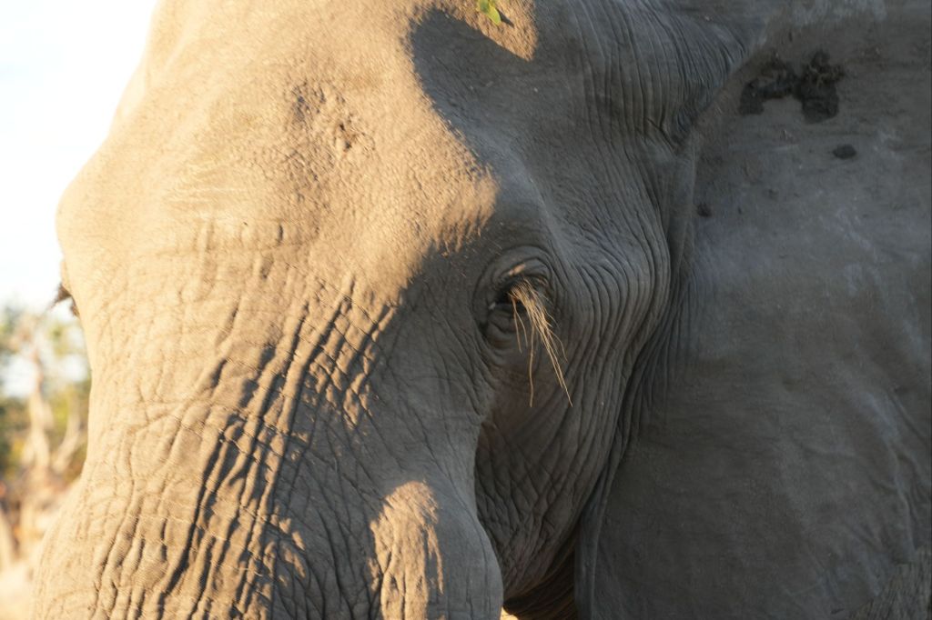 Okavango Experience: Part 2