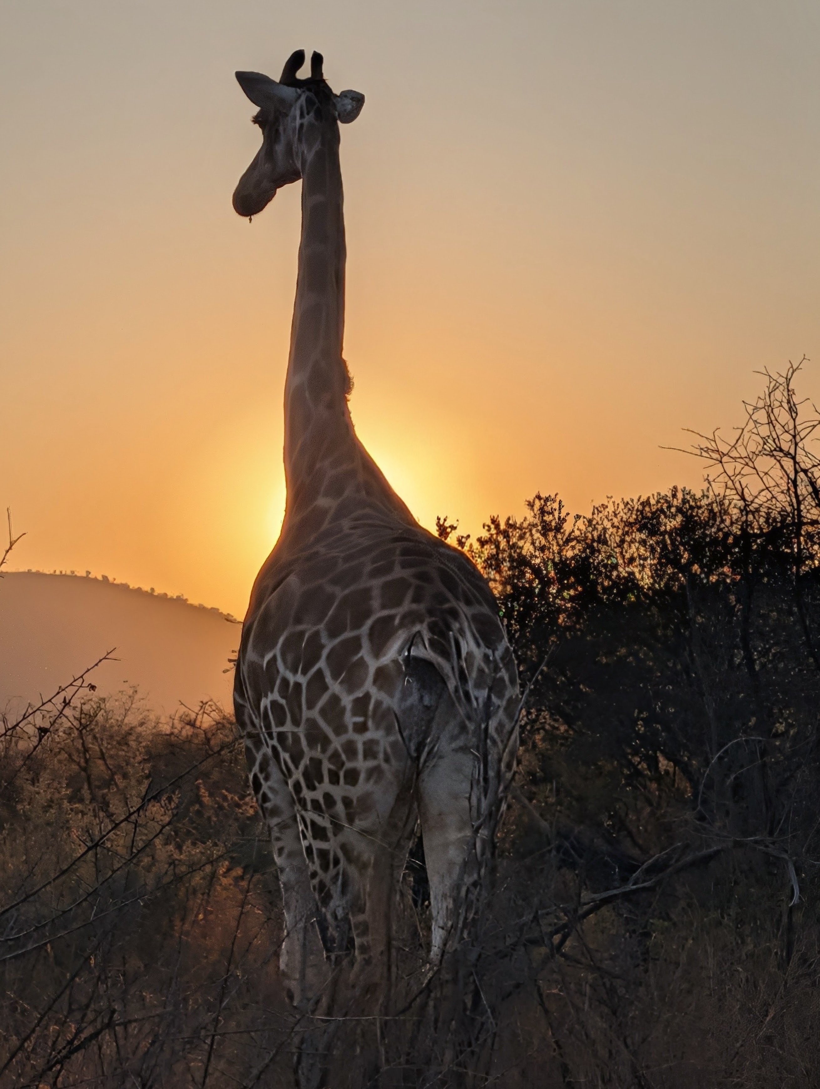 Pilanesberg: Act II